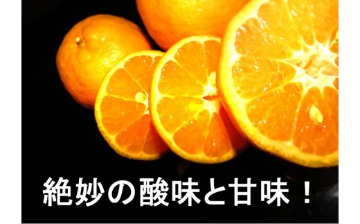 S141 牛さんポンカンmサイズ 3kg 高知県東洋町 ふるさと納税 ふるさとチョイス