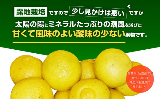 はるか 約3kg（15玉～20玉）吉田レモニー みかん 柑橘