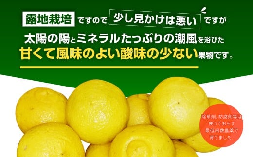 はるか 約3kg 15玉 玉 吉田レモニー 露地栽培 みかん 柑橘 熊本県宇城市 ふるさと納税 ふるさとチョイス