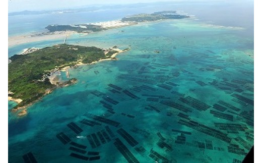 早摘みもずく 15個 もずく餃子 10個 もずくのたれ 6袋 セット 沖縄県うるま市 ふるさと納税 ふるさとチョイス