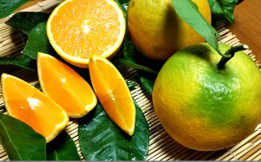 【数量限定】有田市生まれのバレンシアオレンジ（約5kg）(A212-1)