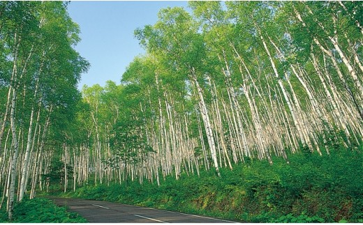 久慈市平庭高原の白樺林