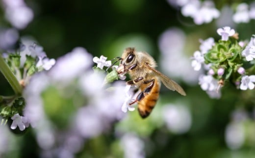 蜜を吸うミツバチ