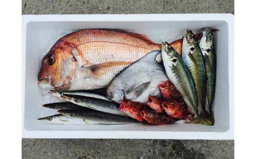 季節によってお届けできるお魚の内容が変わります。