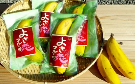 高級 バナナ 600g 以上 国産 有機栽培 高知初 糖度 25度以上 果物 フルーツ 高知県 須崎市