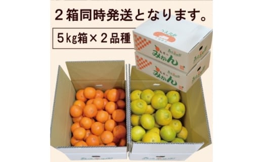 先行受付】柑橘詰合せセット みかん 2種類（5kg×2箱）計10kg [森崎果樹