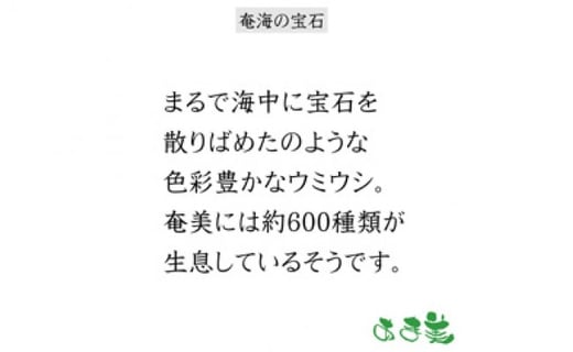 あま美デザイン工房作奄海の宝石 奄美イラストｔシャツ Mサイズ 鹿児島県奄美市 ふるさと納税 ふるさとチョイス