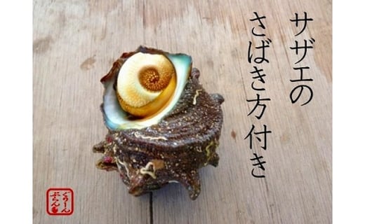 日本海天然 活さざえ1kg 京都府京丹後市 ふるさと納税 ふるさとチョイス