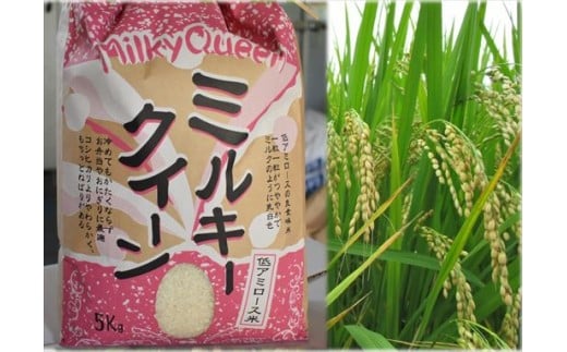 令和6年産　鹿嶋市産　ミルキークイーン（精米）5kg【ミルキークイーン 精米 米 お米 良食味米 茨城県 鹿嶋市 15000円以内】（KAK-6） 248658 - 茨城県鹿嶋市