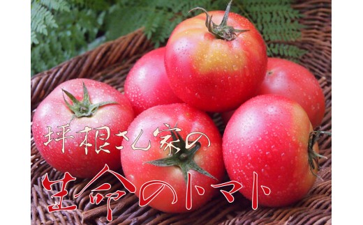 写真：《先行予約》《期間限定》飛騨のトマト名人坪根さんが作るGABAたっぷり生命のトマト　大玉2キロ 約9玉～12玉 syun171