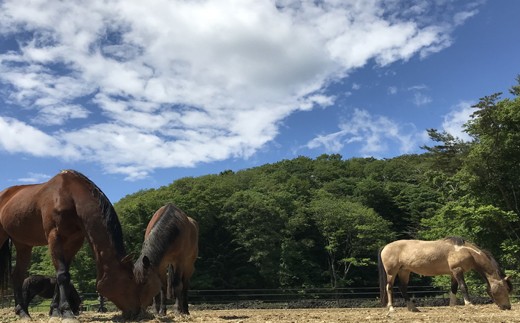 馬のお世話体験とふれあい乗馬【大人ペア】 690534 - 宮城県東松島市