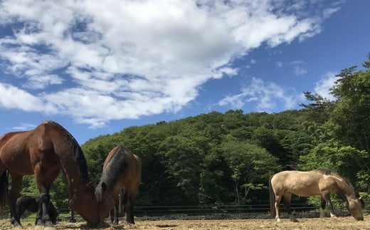 馬のお世話体験とふれあい乗馬【キッズ】 690531 - 宮城県東松島市