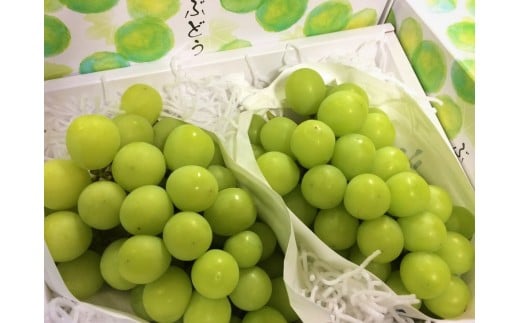 おすすめ 山梨県山梨市 ぶどうのふるさと納税を探す ふるさとチョイス