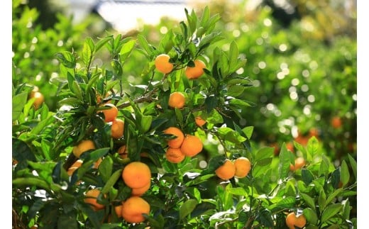 和歌山県有田市のふるさと納税 有田市認定みかん「未来への虹」至宝(5kg)【日本初自治体認定フルーツ】(A1-2)