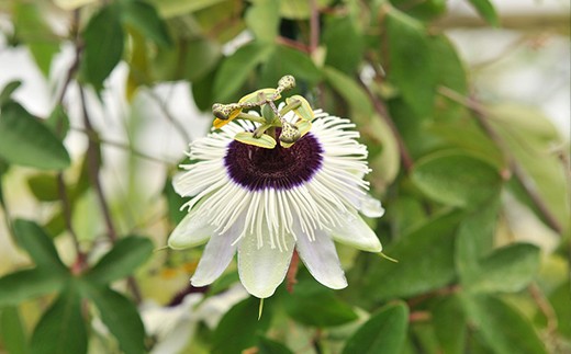 エキゾチックなトケイソウ苗４点セット 千葉県館山市 ふるさと納税 ふるさとチョイス