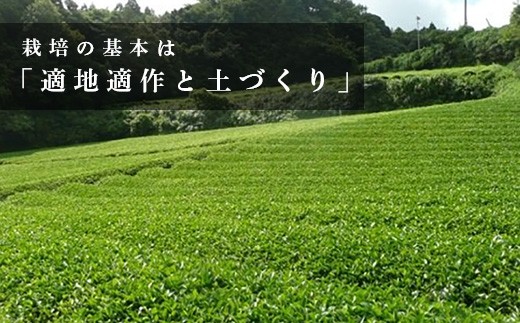 ５１６７ 特別栽培 － 掛川深蒸し茶 ８０ｇ×６袋セット 計480ｇ 松下園 ...