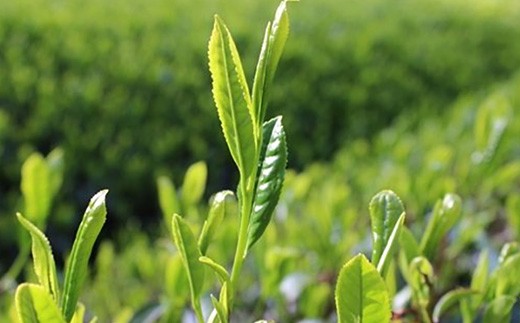 ５１６７ 特別栽培 － 掛川深蒸し茶 ８０ｇ×６袋セット 計480ｇ 松下園 ...
