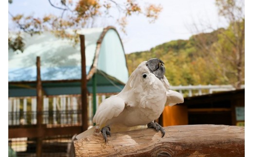 №4631-1696]白鳥動物園（一家族５名様まで）チケット - 香川県東かがわ市｜ふるさとチョイス - ふるさと納税サイト