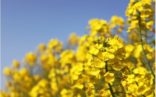 07 31 菜の花サラダ油と菜の花サラダドレッシング 各1本 福岡県築上町 ふるさと納税 ふるさとチョイス