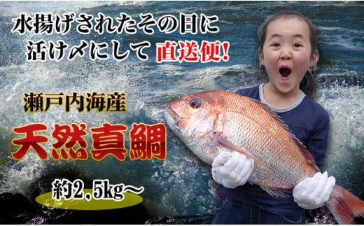 [朝獲れ直送便]瀬戸内海産の天然鯛を丸ごと1匹 キングサイズ