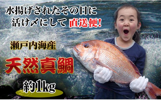 [朝獲れ直送便]瀬戸内海産の天然鯛を丸ごと1匹 中サイズ