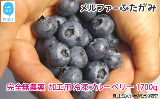 完全無農薬栽培 加工用完熟ブルーベリー1700g 冷凍 保存に嬉しい冷凍でお届けします 愛媛県新居浜市 ふるさと納税 ふるさとチョイス 完全無農薬栽培 加工用完熟ブルーベリー1700g 冷凍 保存に嬉しい冷凍でお届けします 愛媛県新居浜市 ふるさと納税 ふるさとチョイス