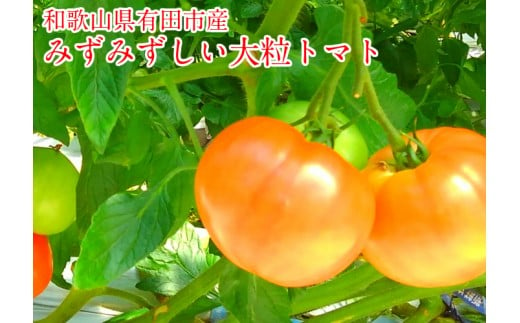 有田産の大玉トマト(A288-1)