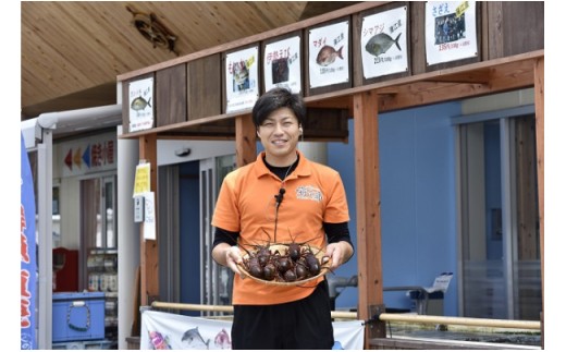 海の直売所 天然活トコブシ 獲れたての物をお届け 大分県佐伯市 ふるさと納税 ふるさとチョイス