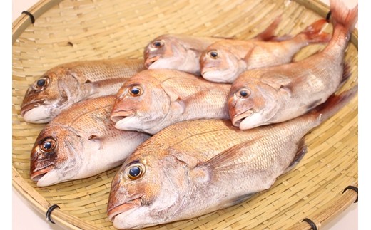 鯛を水揚げしたその日に発送。ウロコ・内臓は処理済み。大きい鯛はお刺身に最適。