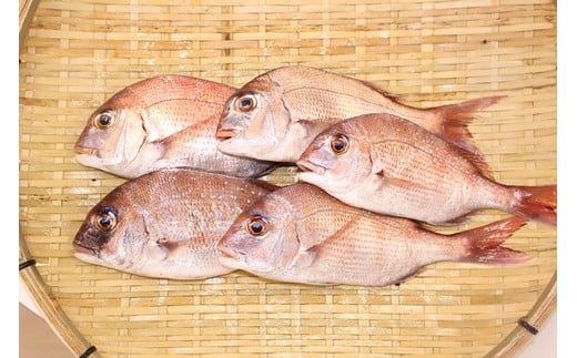 鯛を水揚げしたその日に発送。ウロコ・内臓は処理済みですので、塩焼きに最適です。