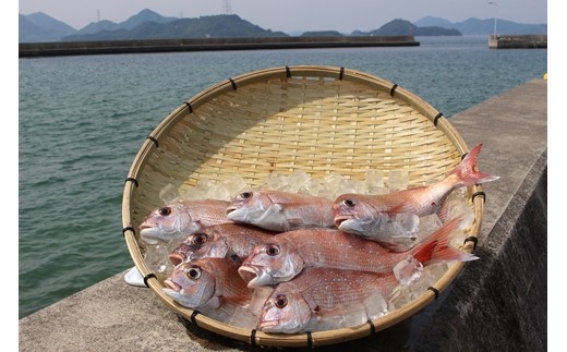 島に囲まれた竹原市沿岸は、おいしい魚が育ちます。