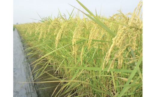収穫まじかの黄金色に輝く、自然米のコシヒカリ