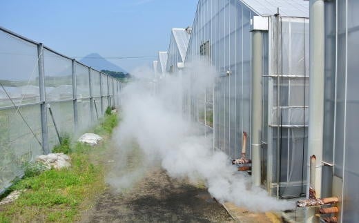 温泉の蒸気を利用してハウス内を暖めて育てる、エコな栽培方法を取り入れた「温泉完熟マンゴー」
