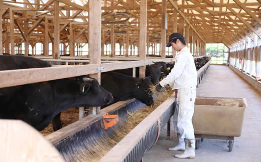 和牛約300頭を肥育する農家直営の佐賀牛販売店からおいしい佐賀牛を食べてもらいたい想いから真心を込めて、毎日牛と接しています。