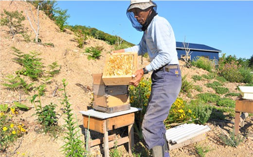 MD02 日本蜜蜂の純粋はちみつ 5個セット-5