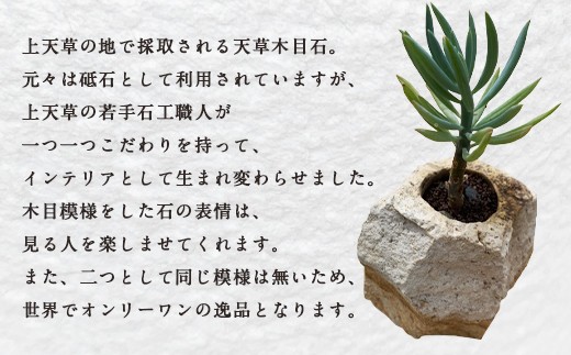 木目石植物ポット 小 熊本県上天草市 ふるさと納税 ふるさとチョイス