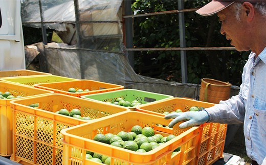 さわやかな果汁たっぷり 竹田かぼす♪ 2kg