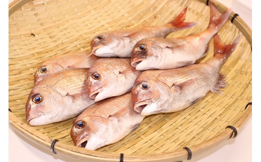 鯛を水揚げしたその日に発送。ウロコ・内臓は処理済みです。