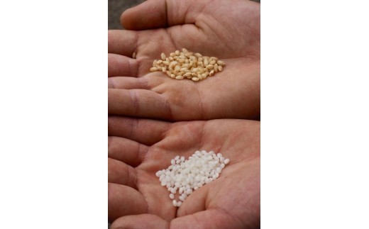 玄米から約45%も削り精米します