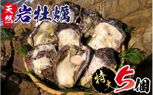 延岡産天然岩牡蠣(生食用)特大サイズ5個(2022年4月から発送開始)