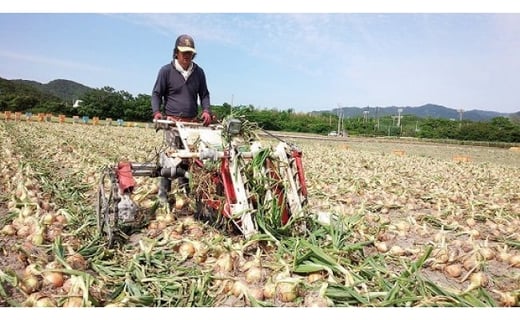 兵庫県南あわじ市のふるさと納税 フルーツ玉ねぎ３kg【サイズ色々】淡路島フルーツ玉ねぎ3kg