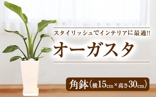 オーガスタ 観葉植物 角鉢 横15cm 高さ30cm 熊本県益城町 ふるさと納税 ふるさとチョイス
