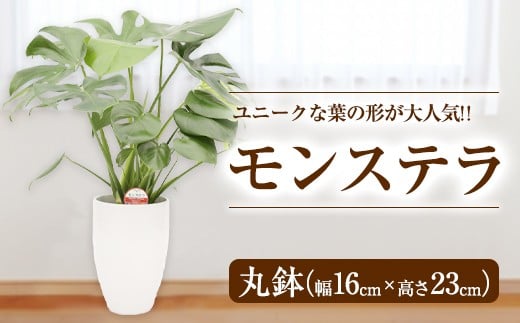 モンステラ 観葉植物 丸鉢(幅16cm×高さ23cm)