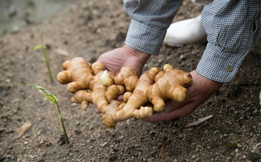 福山産 厳選素材の「生姜ごはんの素」4袋 ごはんの素 生姜ごはん お