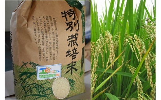 令和5年産　鹿嶋市産　特別栽培米コシヒカリ（精米）10kg（KAK-3） 248657 - 茨城県鹿嶋市