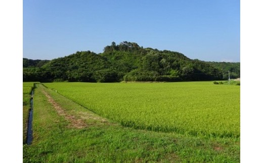 令和5年産・翌営業日発送】すくも産コシヒカリ5kg 翌営業日 発送 すぐ