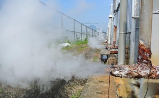 指宿の自然の恵み。温泉熱の蒸気を利用してハウスを暖めます。