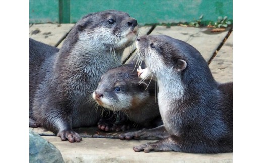 No 198 智光山公園こども動物園 年間パスポート4枚 ペンギンストラップ付 チケット 入園 入場 どうぶつ アニマル 埼玉県 埼玉県狭山市 ふるさと納税 ふるさとチョイス