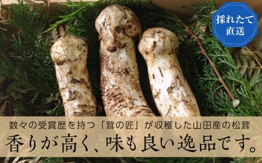 【2023年発送】「茸の匠」が採る三陸山田産松茸約120g【配送日