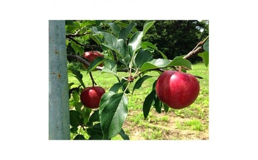 りんご 恋空 3kg 冷蔵 A17 青森県青森市 ふるさと納税 ふるさとチョイス